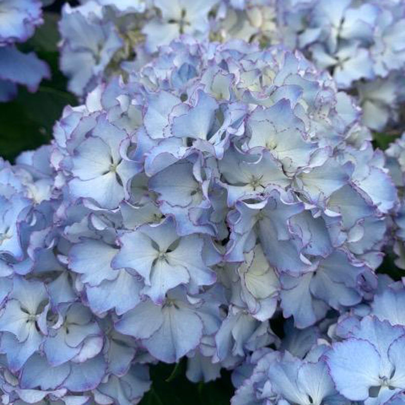 母の日のフラワーギフトなら 花育通販 ハイドランジア アジサイ ハイドランジア アジサイ レオン5号鉢ラッピング付きを販売