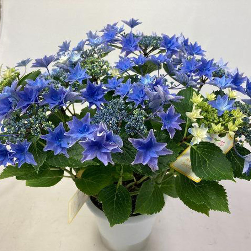 母の日のフラワーギフトなら 花育通販 ハイドランジア アジサイ 雨のち星 アメノチホシ 5号鉢植えラッピング付きを販売