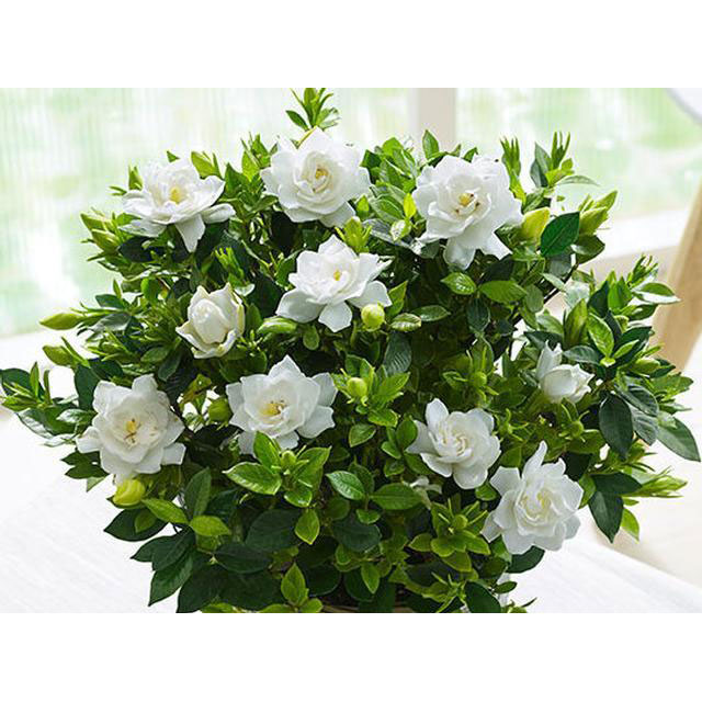 母の日のフラワーギフトなら 花育通販 母の日ギフト 八重咲きクチナシ 5号鉢植えラッピング付きを販売