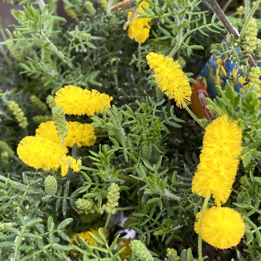 アカシア　モニカ（ドラモンディ）