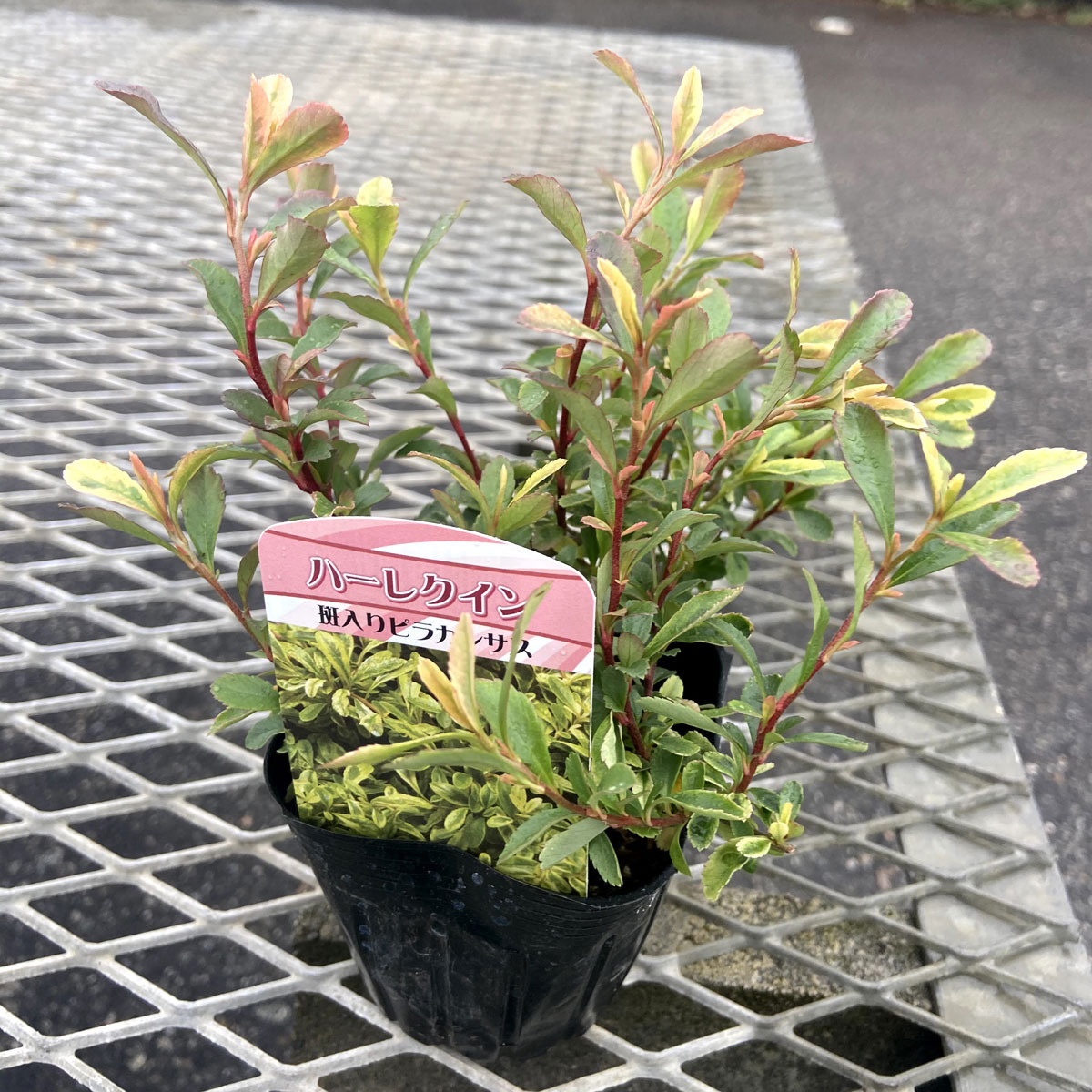 斑入りピラカンサ ピラカンサス ハーレクインの苗を販売 花育通販