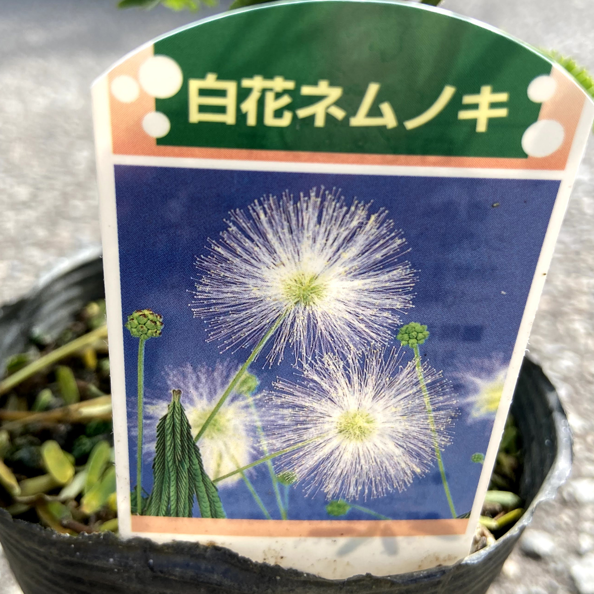カリアンドラ ポルトリケンシス 白花ネムノキ の苗木を販売 花育通販