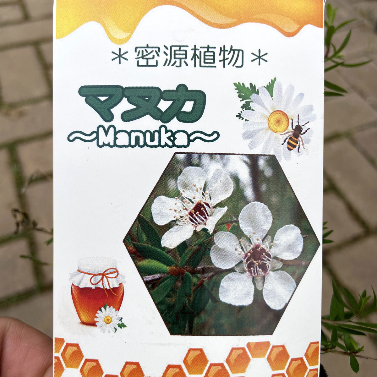 植木花木なら 花育通販 マヌカの苗木 御柳梅 魚柳梅 レプトスペルマム マヌカハニーの木 を販売