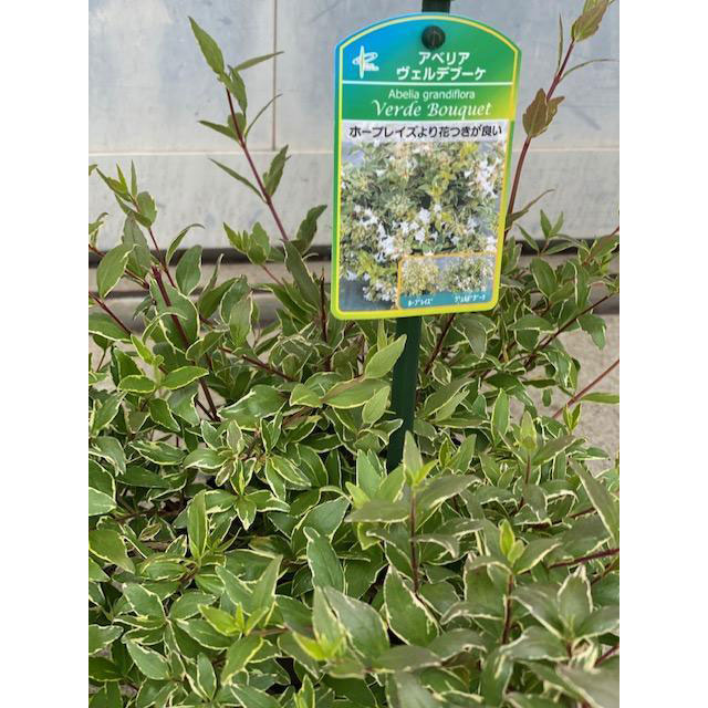 アベリア・ヴェルデブーケ