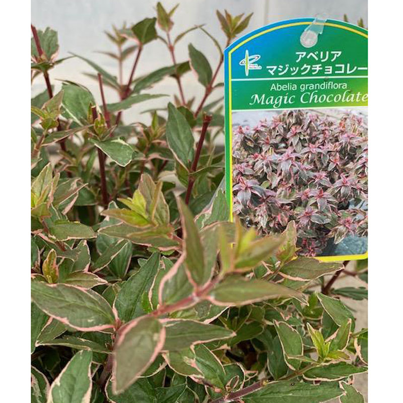 アベリア　マジックチョコレート