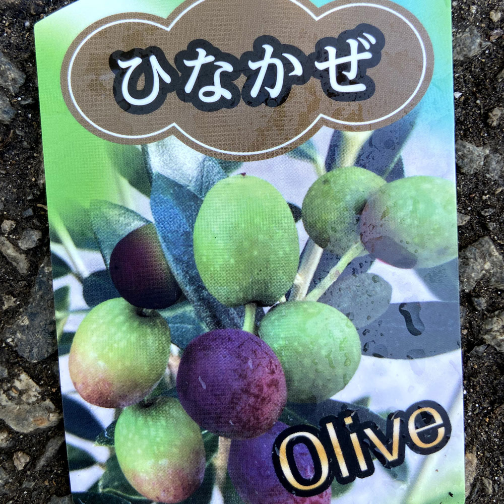 オリーブの苗木「ひなかぜ」