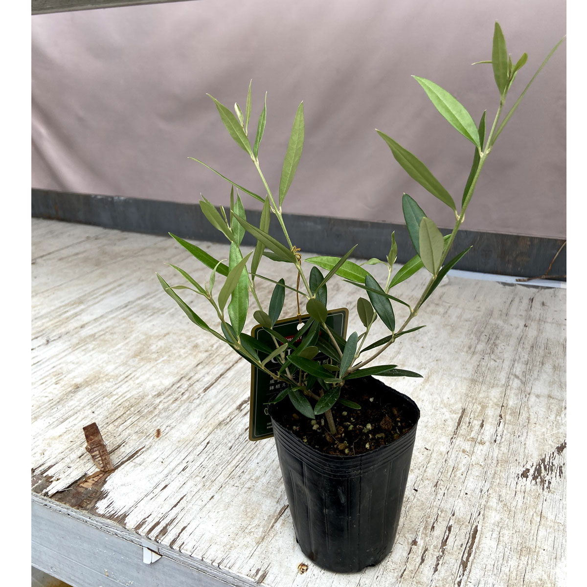 花木 庭木の販売店 花育通販 オリーブの苗木 ひなかぜを販売 花木 庭木の販売店 花育通販 オリーブの苗木 ひなかぜを販売