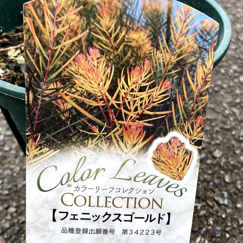 花育通販 アカシア フロリバンダ フェニックスゴールド苗木を販売 花育通販 アカシア フロリバンダ フェニックスゴールド苗木を販売