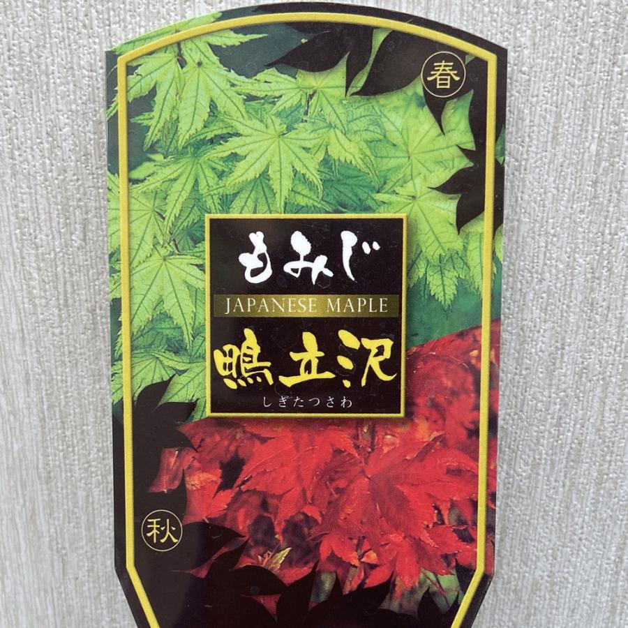 モミジの苗木　鴫立沢（しぎたつさわ）