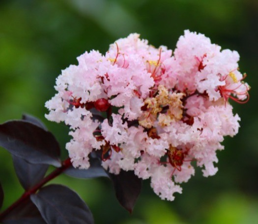 サルスベリ　ブラックパール 苗