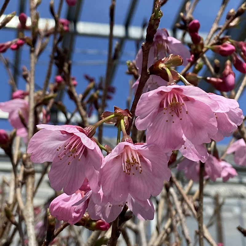 桜　雅桜（プリンセスみやび/ミヤビ）