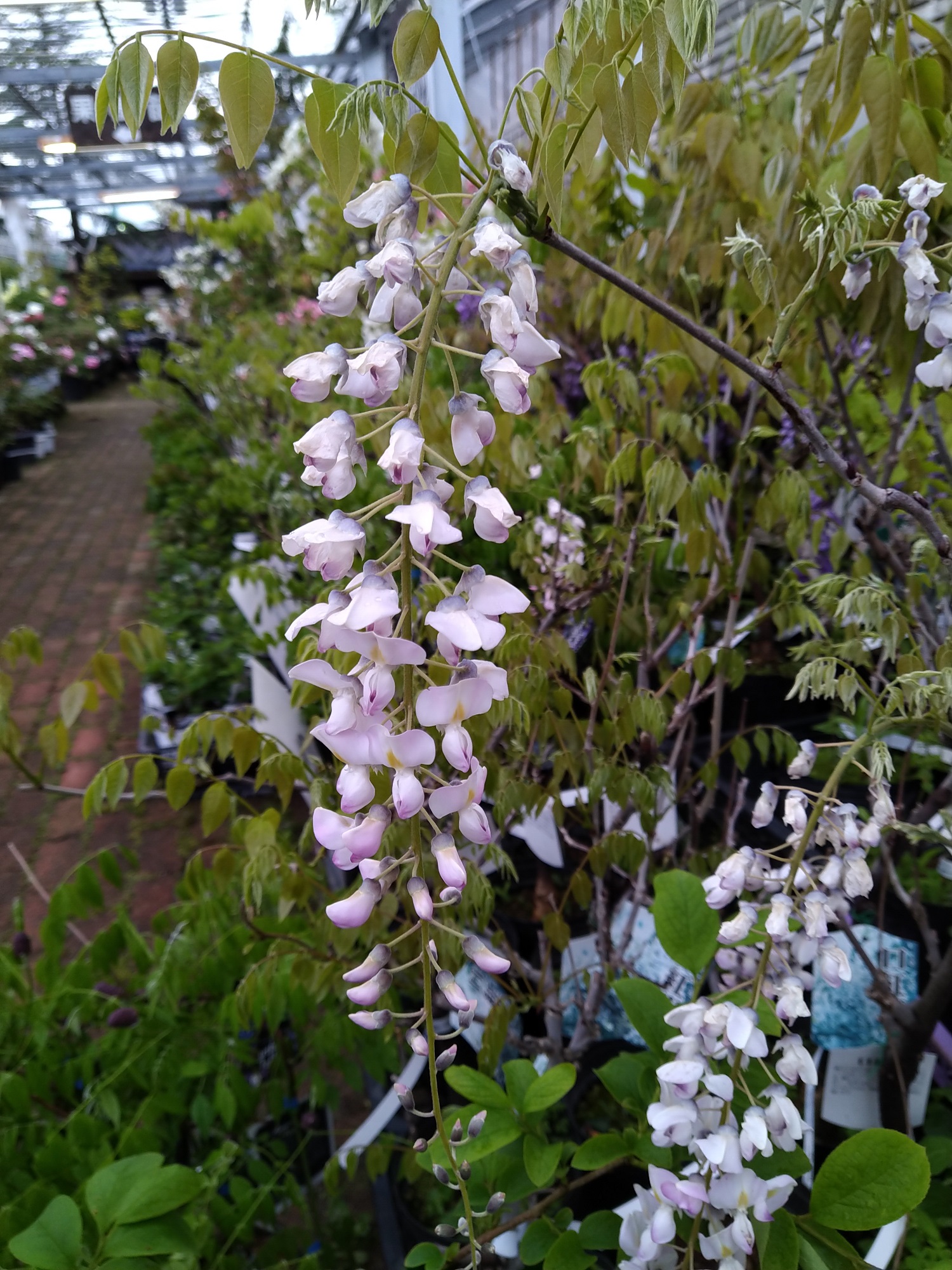 フジ「口紅藤」の苗木