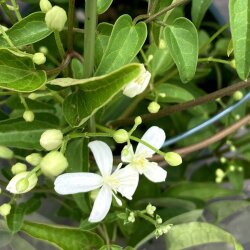 花苗の販売店 花育通販 クレマチス苗 多年草 仙人草を販売