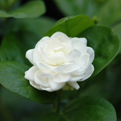 芳香植物の販売店 花育通販 ジャスミン 八重マツリカ ローズピカケ の苗を販売