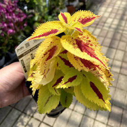 カラーリーフ販売店 花育通販 コリウス イエロージグザグの苗