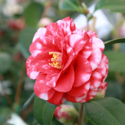 花木 庭木の販売店 花育通販 椿 ツバキ の苗木 鹿児島を販売 花木 庭木の販売店 花育通販 椿 ツバキ の苗木 鹿児島を販売