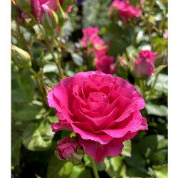 花木 庭木の 花育通販 薔薇 バラ の苗木 エンジェルローラ Sp スプレー系 切り花 を販売