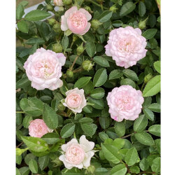 花育通販 ミニバラ ハートフォーユーの苗を販売