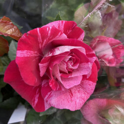 花育通販 薔薇 バラ ミニバラ クレッシェンドアイの苗を販売 花育通販 薔薇 バラ ミニバラ クレッシェンドアイの苗を販売