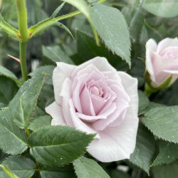 花育通販 薔薇 バラ ミニバラ ウィンターマジックの苗を販売 花育通販 薔薇 バラ ミニバラ ウィンターマジックの苗を販売