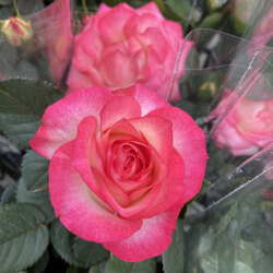 花育通販 薔薇 バラ ミニバラ ハッチアイの苗を販売 花育通販 薔薇 バラ ミニバラ ハッチアイの苗を販売