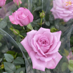 花育通販 薔薇 バラ ミニバラ ベンムーンの苗を販売 花育通販 薔薇 バラ ミニバラ ベンムーンの苗を販売