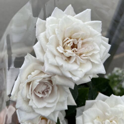 花育通販 薔薇 バラ ミニバラ アイムーンの苗を販売 花育通販 薔薇 バラ ミニバラ アイムーンの苗を販売