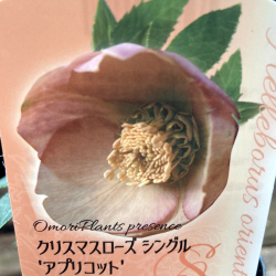 クリスマスローズなら 花育通販 クリスマスローズ ヘレボラス の苗 シングル アプリコット を販売
