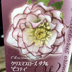 クリスマスローズなら 花育通販 クリスマスローズ ヘレボラス の苗 ダブル ピコティ を販売