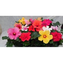 熱帯花木 トロピカルプランツ の販売店 花育通販 ハイビスカス3 5号 バラエティー ミックス3株セットを販売