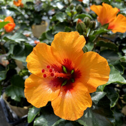 熱帯花木 トロピカルプランツ の販売店 花育通販 ハイビスカス Hibisqs 174 シリーズ 黄 赤バイカラー アポロ の苗 を販売 熱帯花木 トロピカルプランツ の販売店 花育通販 ハイビスカス Hibisqs 174 シリーズ 黄 赤バイカラー アポロ の苗 を販売