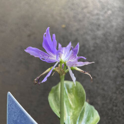 熱帯植物の販売店 花育通販 グリフィニアの苗 ミニブルーアマリリスを販売