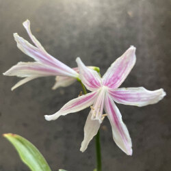 熱帯植物の販売店 花育通販 ゼフィランサス エイテア ブルメナビア の苗 ミニアマリリスを販売 熱帯植物の販売店 花育通販 ゼフィランサス エイテア ブルメナビア の苗 ミニアマリリスを販売