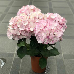 母の日のフラワーギフトなら 花育通販 アジサイ マイヒメ チヅル ピンク 5号鉢ラッピング付きを販売