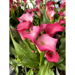 カラー キャプテン アンジェロ ピンク 5号鉢植えを販売