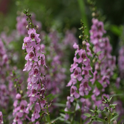 夏の花苗 一年草 の販売店 花育通販 アンゲロニア エンジェルフェイスの苗 ピンク を販売