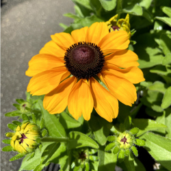 夏の花苗 一年草 の販売店 花育通販 ルドベキア トトゴールド の苗を販売