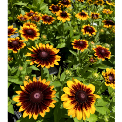 夏の花苗 一年草 の販売店 花育通販 ルドベキア トトラスティック の苗を販売
