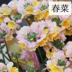 ネメシア メーテル 春菜の苗 花育通販 花苗 一年草の販売店
