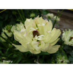 ラナンキュラス サリーの苗 花育通販 花苗 一年草の販売店