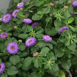 ムラサキルーシャン（ケントラテルム・プンクタツム/リンゴアザミ）の苗