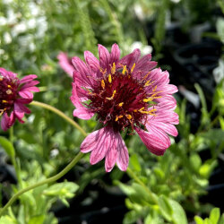 ガイラルディア グレープセンセーション の苗 花育通販 花苗 花種の販売店 ガイラルディア グレープセンセーション の苗 花育通販 花苗 花種の販売店