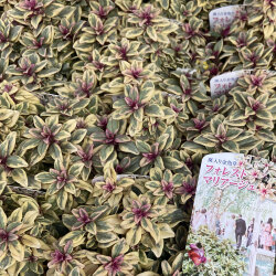 多年草 宿根草の販売店 花育通販 カラーリーフ金魚草 フォレストマリアージュの苗を販売 斑入り