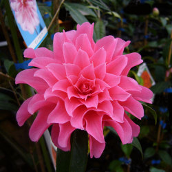 花木 庭木の販売店 花育通販 椿 ツバキ の苗木 ピンクダリアを販売