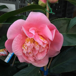 花木 庭木の販売店 花育通販 椿 ツバキ の苗木 悦牡丹を販売