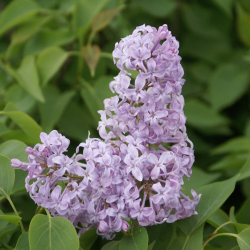 ライラック カルフォルニアローズ の苗木を販売 花育通販 花木 植木の販売店