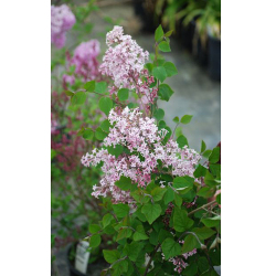 姫ライラック ジョシー の苗木を販売 花育通販 花木 植木の販売店