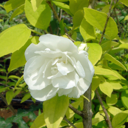 バイカウツギ イエローヒルの苗木を販売【花育通販】