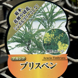 花木 庭木の 花育通販 からアカシア苗木 ブリスベン ブリスベーンワトル フリンジドワトル を販売