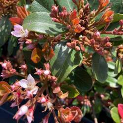 ベニバナ 紅花 シャリンバイの苗木 赤花 を販売 花育通販 ベニバナ 紅花 シャリンバイの苗木 赤花 を販売 花育通販